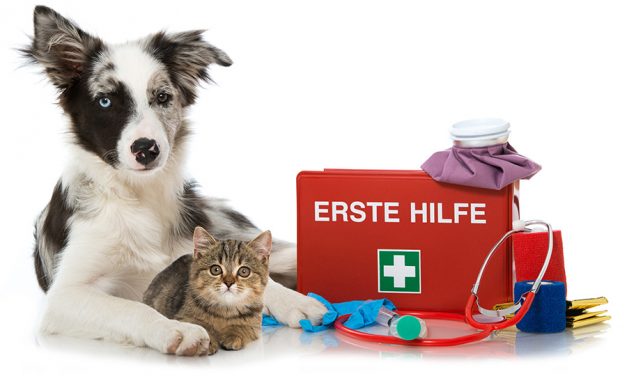 Reiseapotheke für den Hund