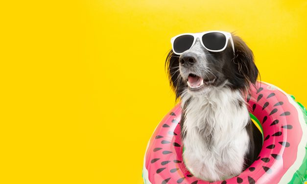 Mit dem Hund in den Süden reisen