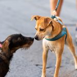 Gassi-Knigge: Verhaltenstipps für die Begegnung mit fremden Hunden