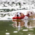 Sommer, Sonne, Schwimmspaß: Worauf Hundehalter achten sollten