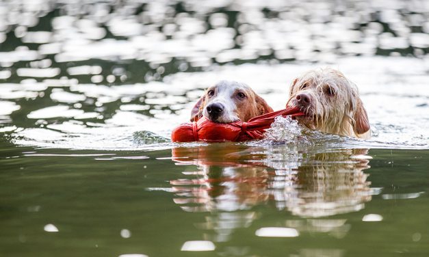 Sommer, Sonne, Schwimmspaß: Worauf Hundehalter achten sollten