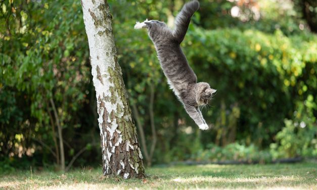 Katzen landen nicht immer auf den Pfoten: Worauf Halter achten sollten