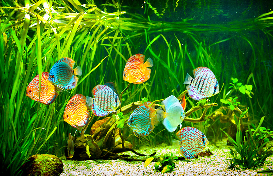 Friedliches Zusammenleben – wer passt zu wem im Aquarium?