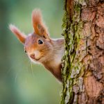 Erfrischendes Nass: Hilfe bei Hitze für Biene, Igel, Eichhörnchen und Co.