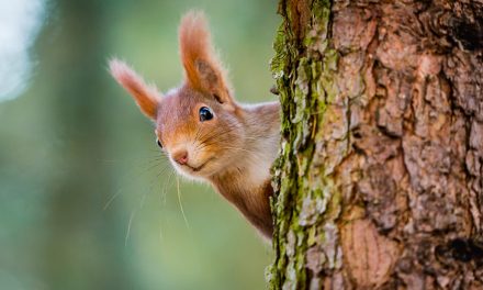 Erfrischendes Nass: Hilfe bei Hitze für Biene, Igel, Eichhörnchen und Co.