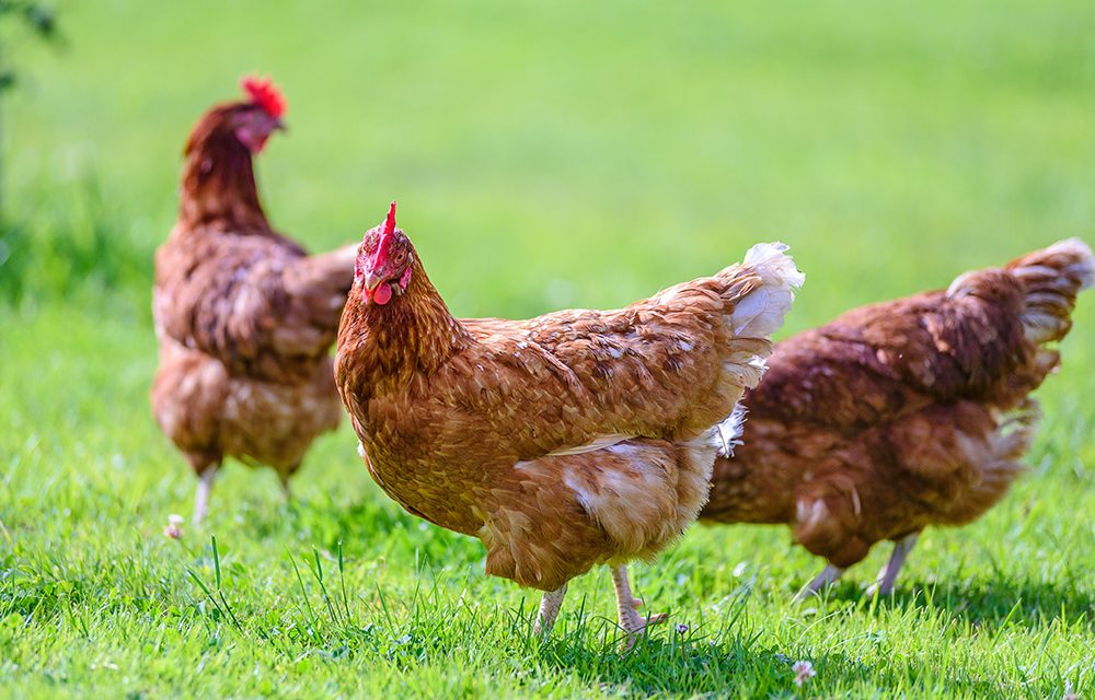 Eigene Hühner im Garten: Das sind die Anforderungen