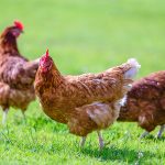 Eigene Hühner im Garten: Das sind die Anforderungen
