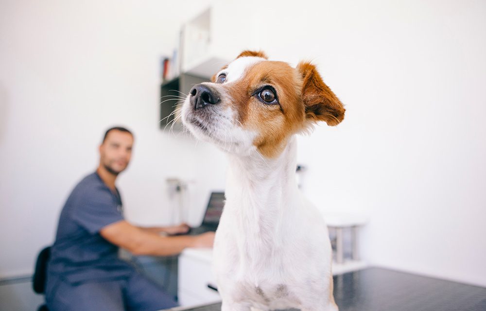 Der richtige Impfschutz für Hunde