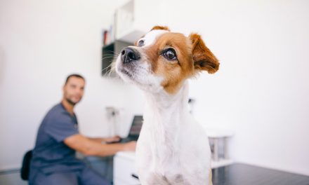 Der richtige Impfschutz für Hunde