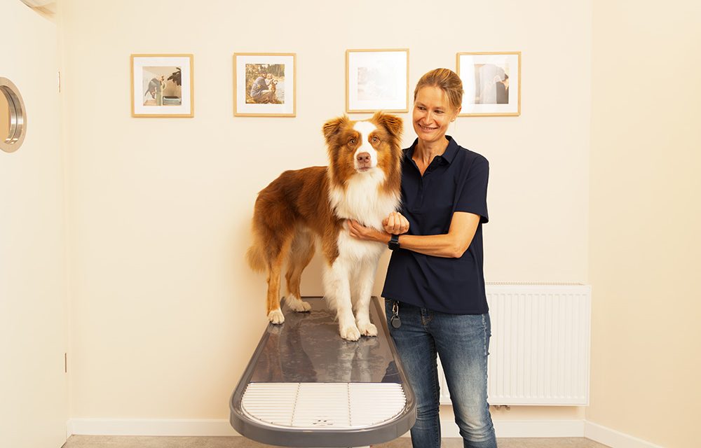 Tierarztpraxis Rex löst Hamburgs Hunde-Problem